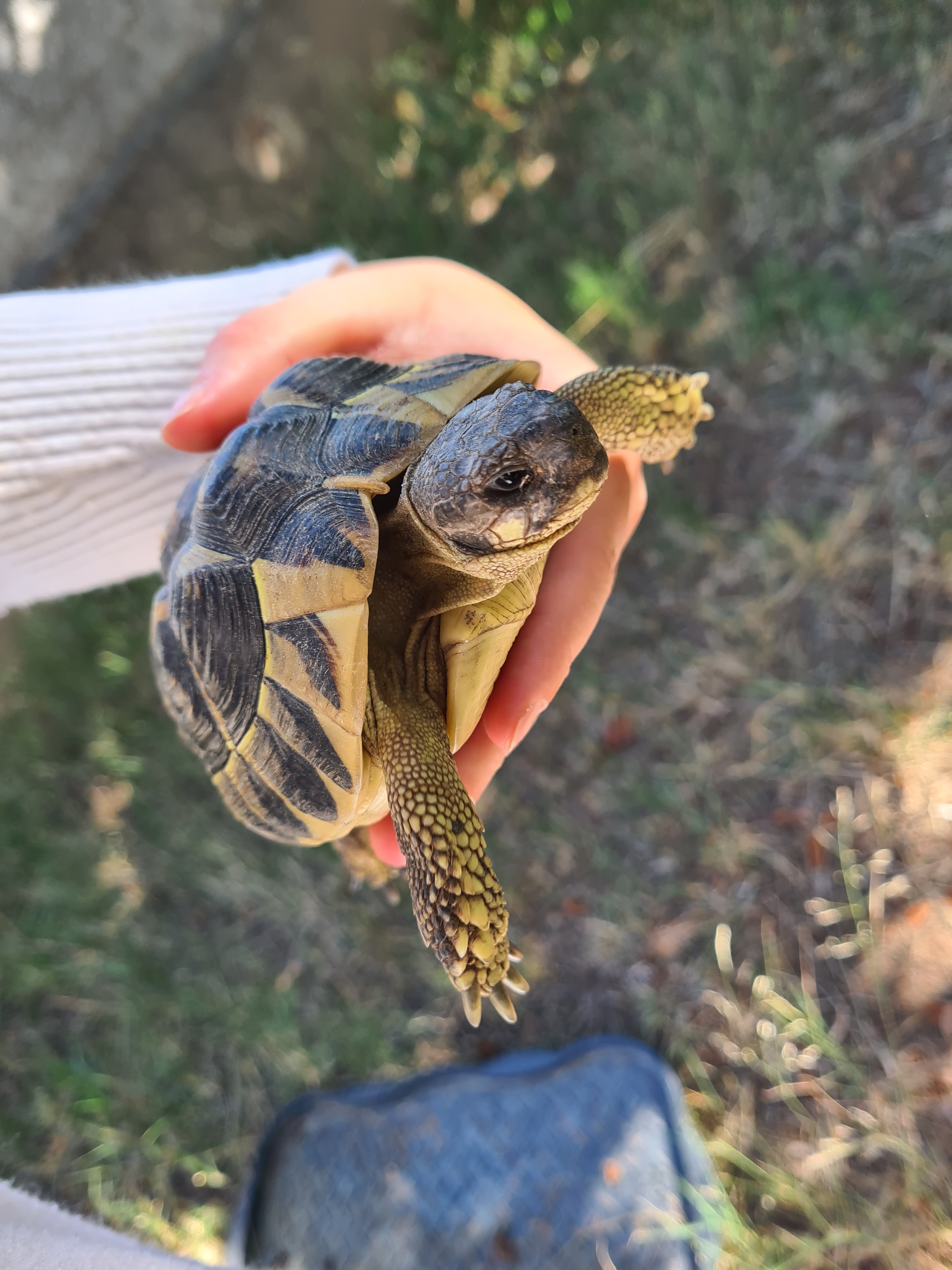 Tortue d'Hermann : Compagnon paisible et fascinant