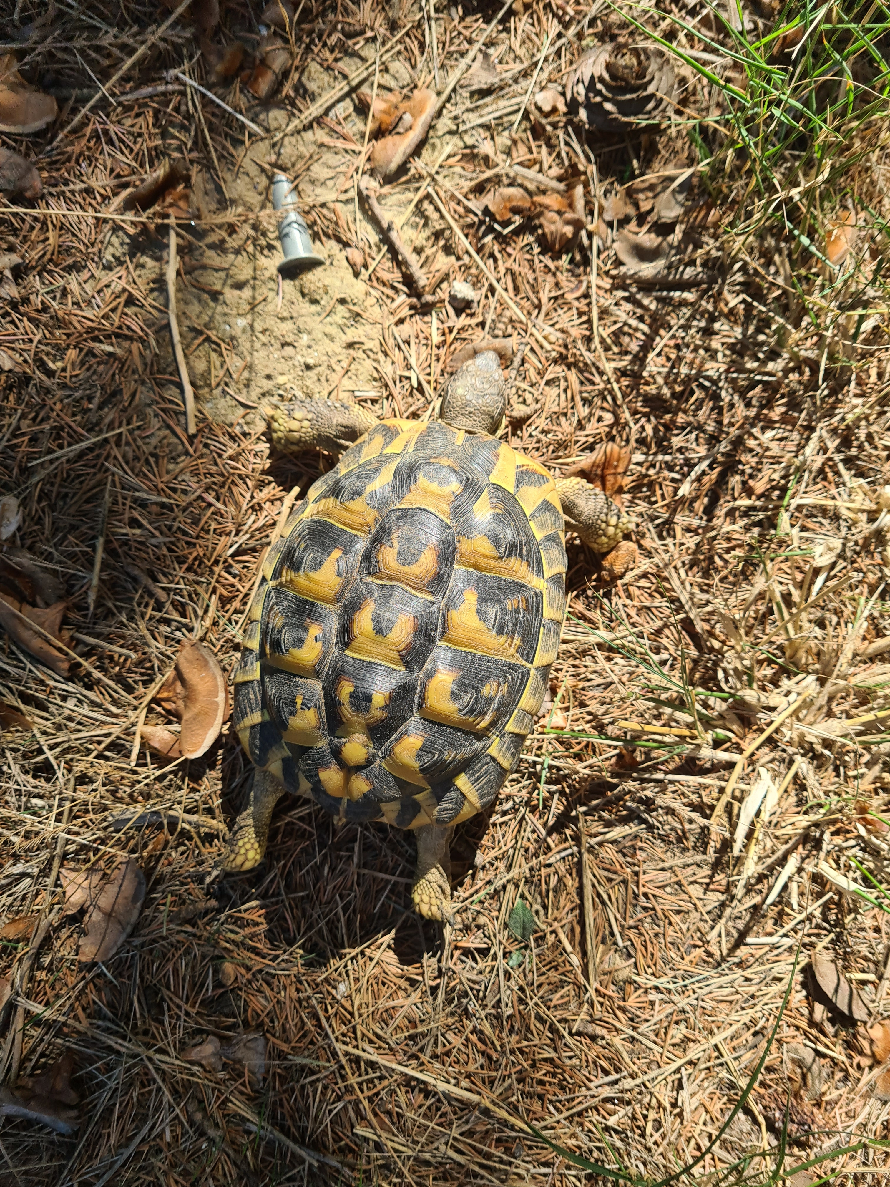 Tortue d'Hermann : Compagnon paisible et fascinant - Miniature 6