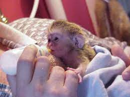 A donner Magnifique Singe capucin femelle