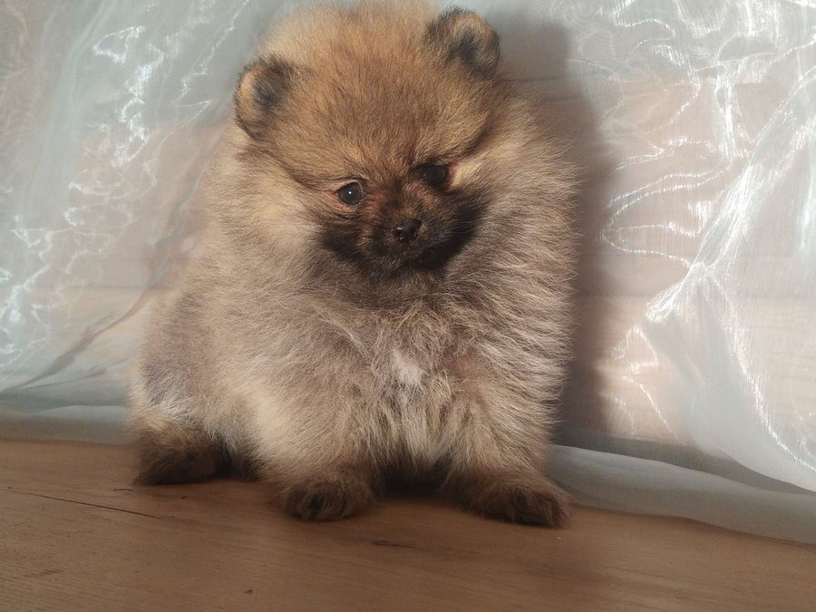 Spitz nain poméranie