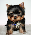 Yorkshire terrier Femelle a donnez