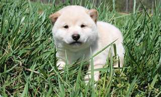 nounours chiot shiba inu