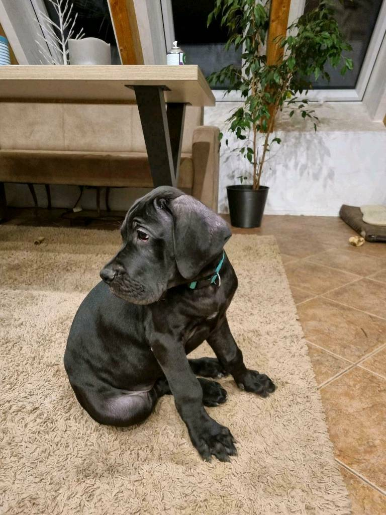 2 MÂLES DOGUES ALLEMANDS A VENDRE.