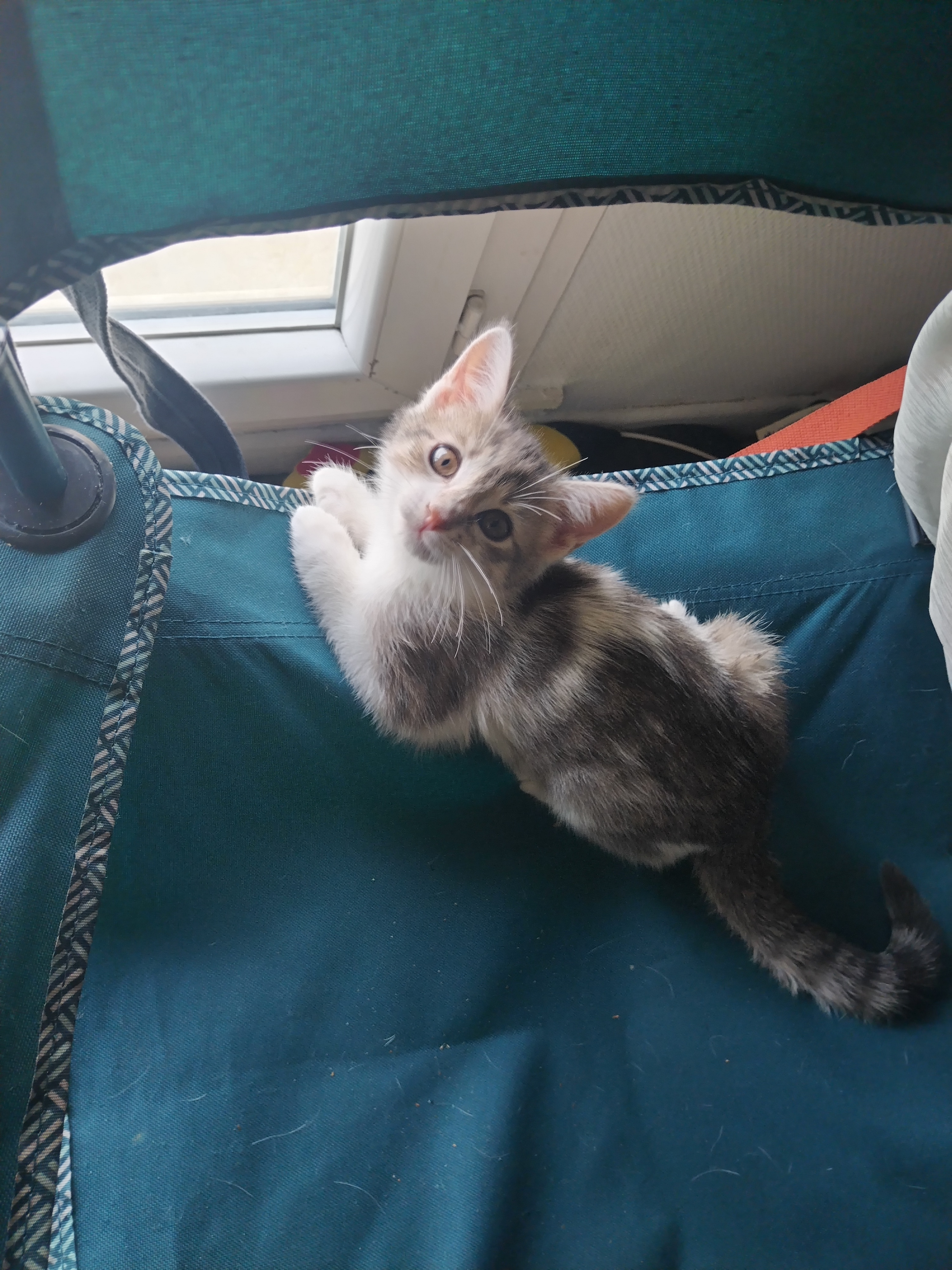 Chaton femelle 2mois