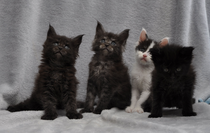 ADORABLES CHATONS MAINE COON LOOF DISPONIBLES