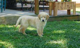 Donne chiot golden retriever