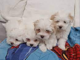 Adorables Chiots de bichon maltais lof