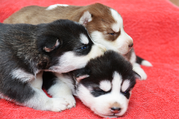 Adorables chiots husky sibérien lof