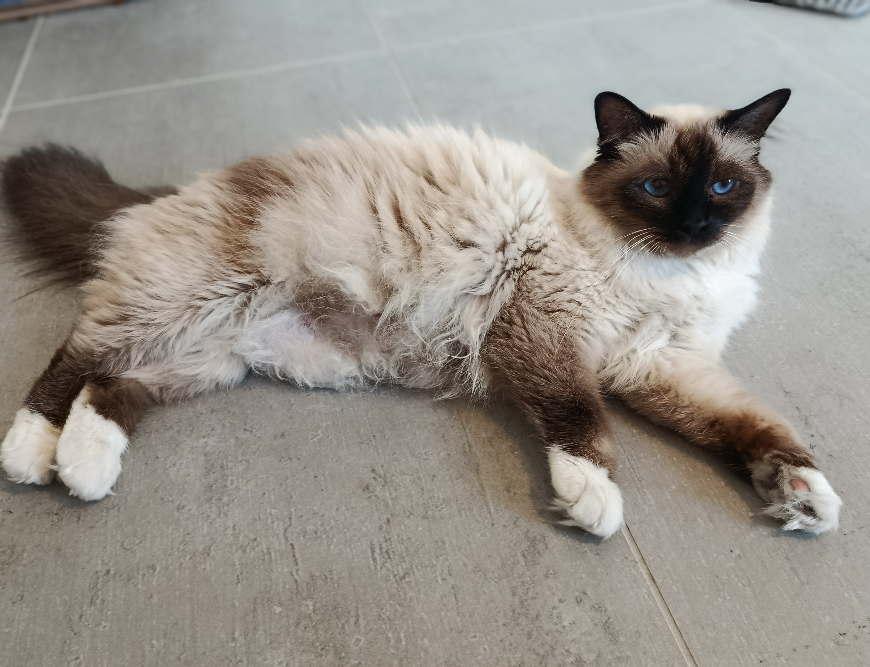 Chatons Sacré de Birmanie à réserver