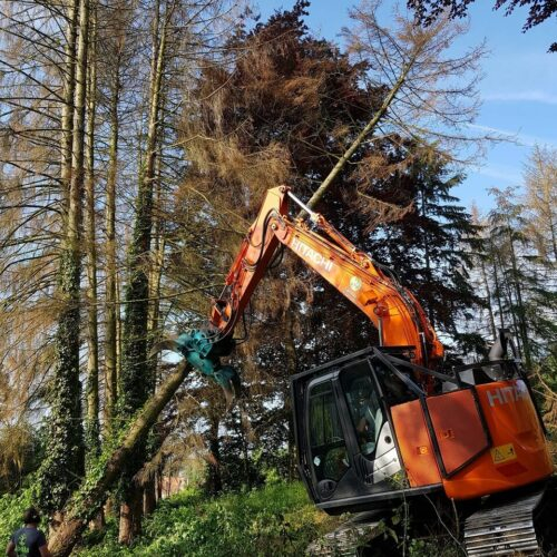 Élagage et abattage tout type d'arbres taille haie