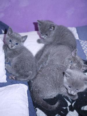 Chatons Bleu Russe à adopter, ils sont d'une beauté Incroyable