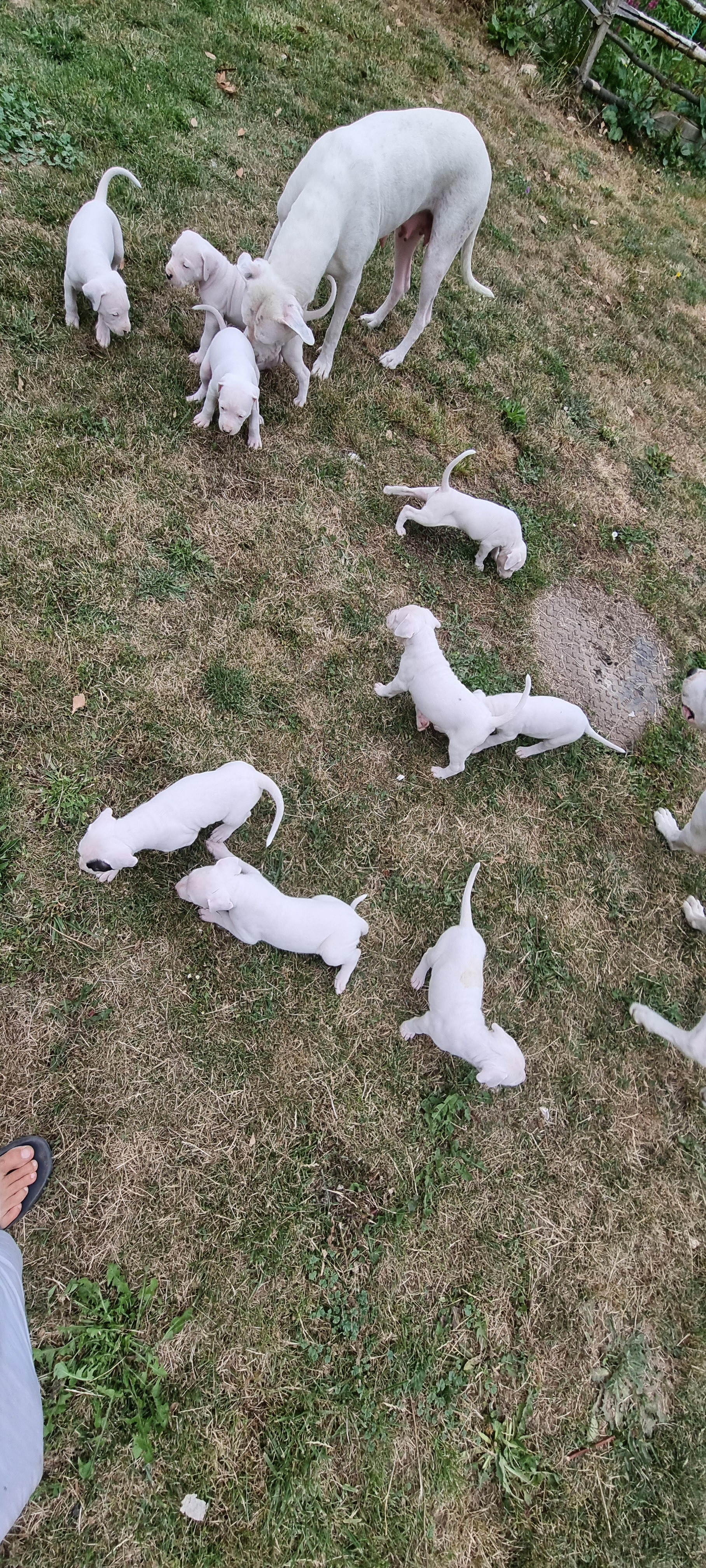Chiots dogue Argentin