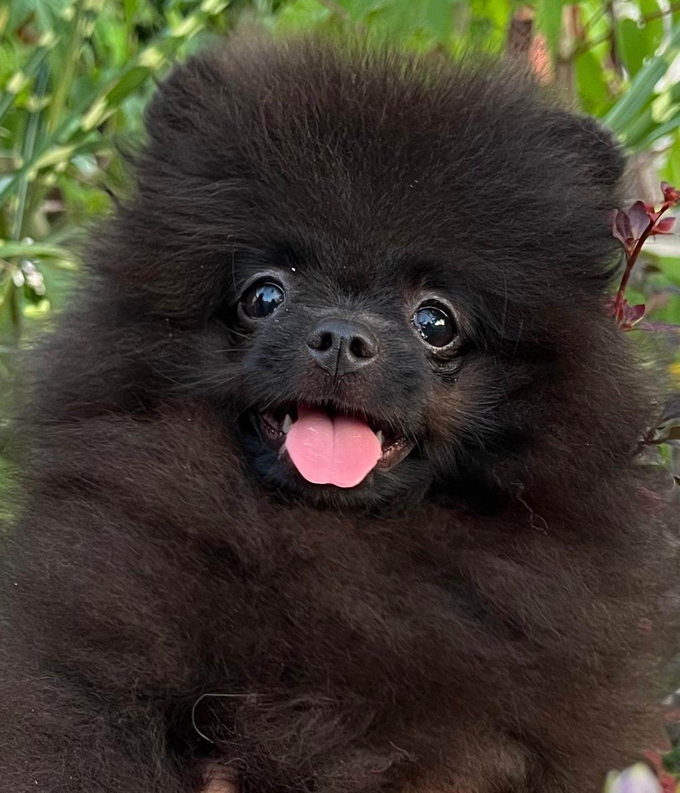 Pomeranian