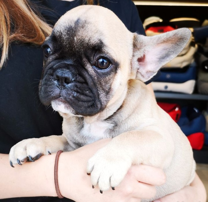 Chiot Bouledogue français LOF à vendre