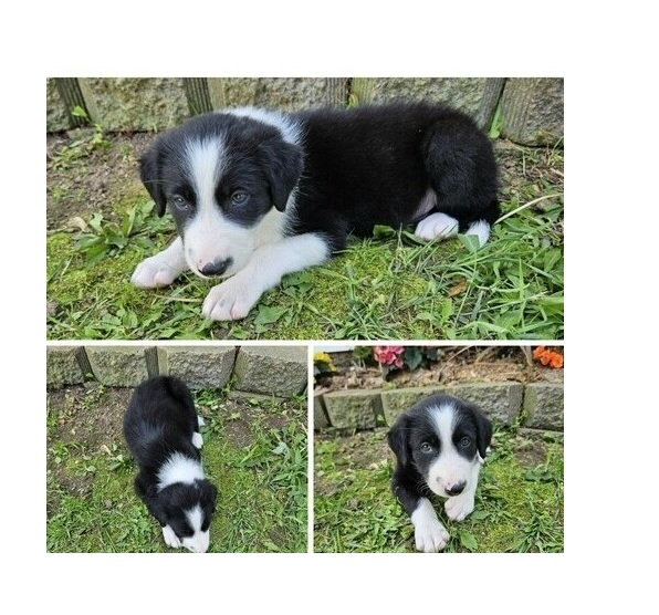 Chiots Border Collie disponibles pour adoption