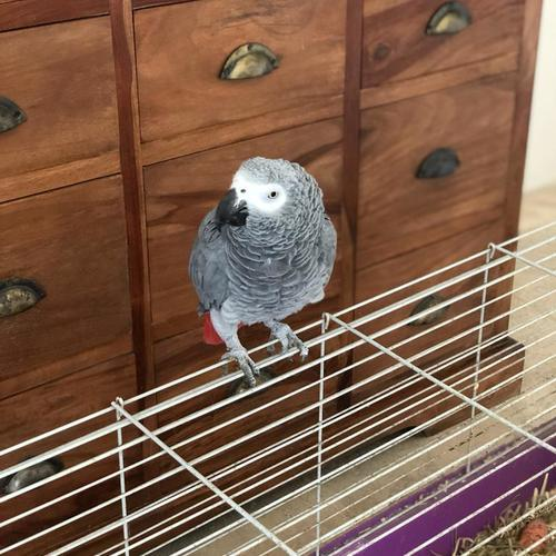 perroquet gris du gabon