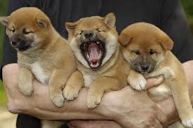 chiots shiba inu lof