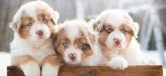 6 Chiots berger australien lof