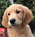 CHIOTS GOLDEN à adopter