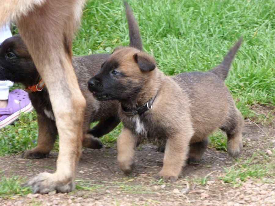 Chiots Berger Malinois