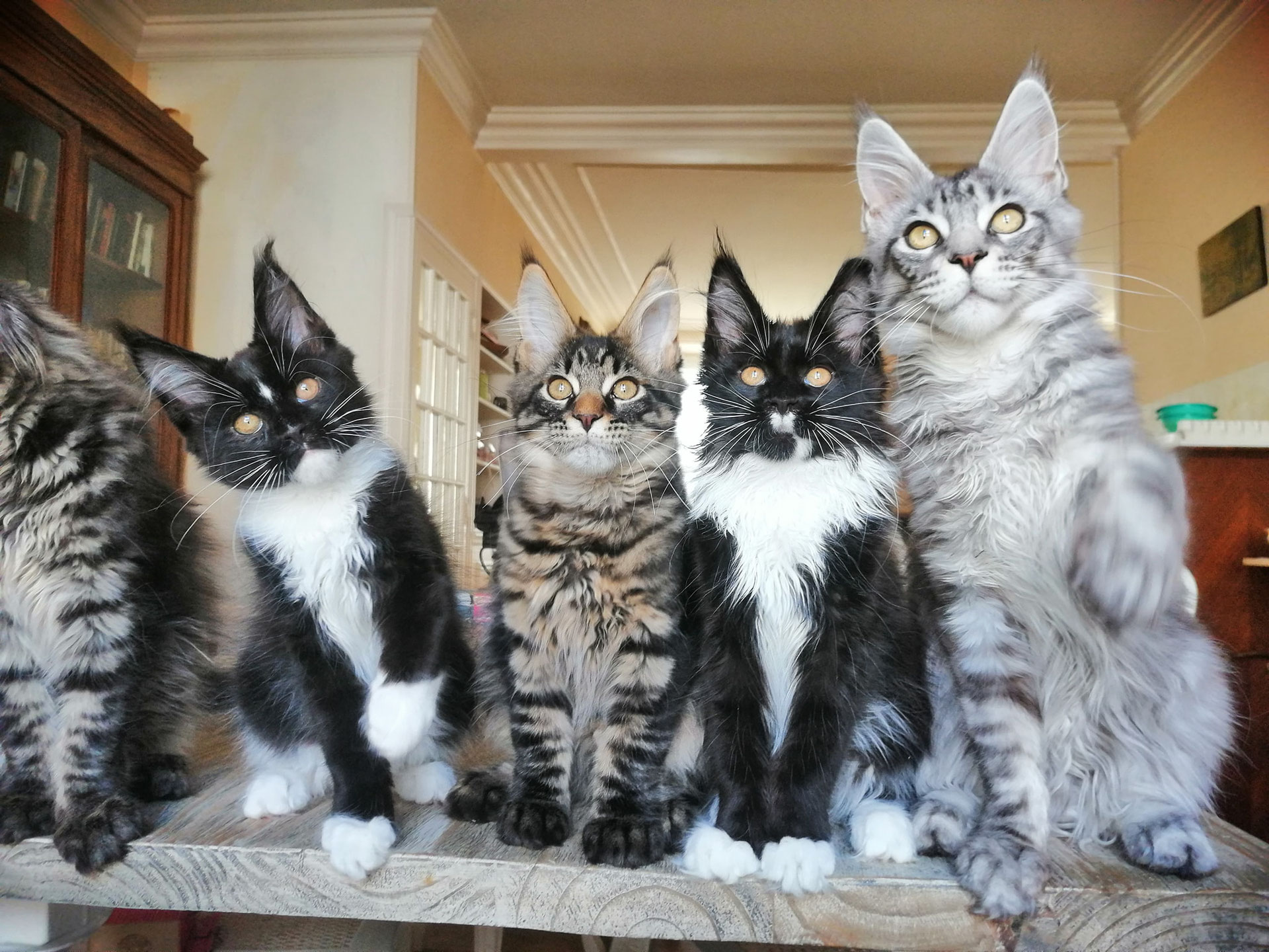Magnifiques chatons maine coon loof