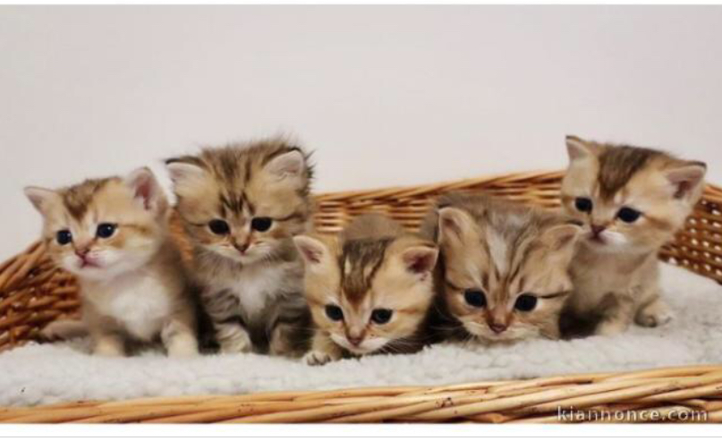 Magnifique chatons PERSSAN à adopter