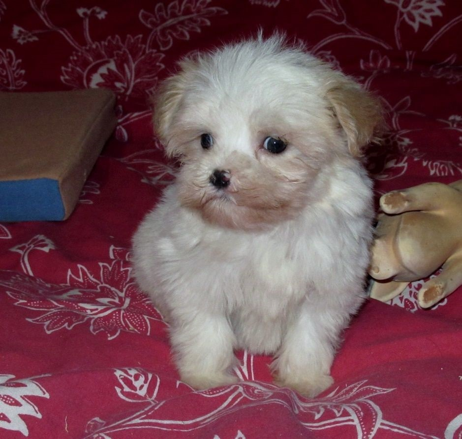 Je donne Bichon Frisé femelle