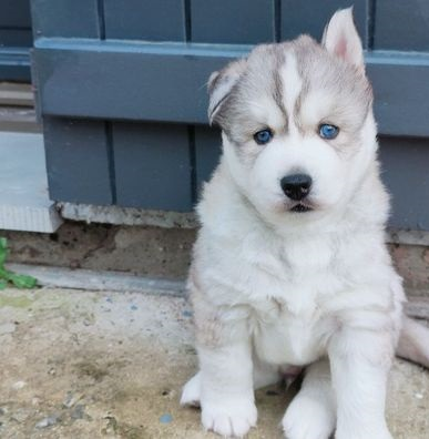 Chiot Husky disponible