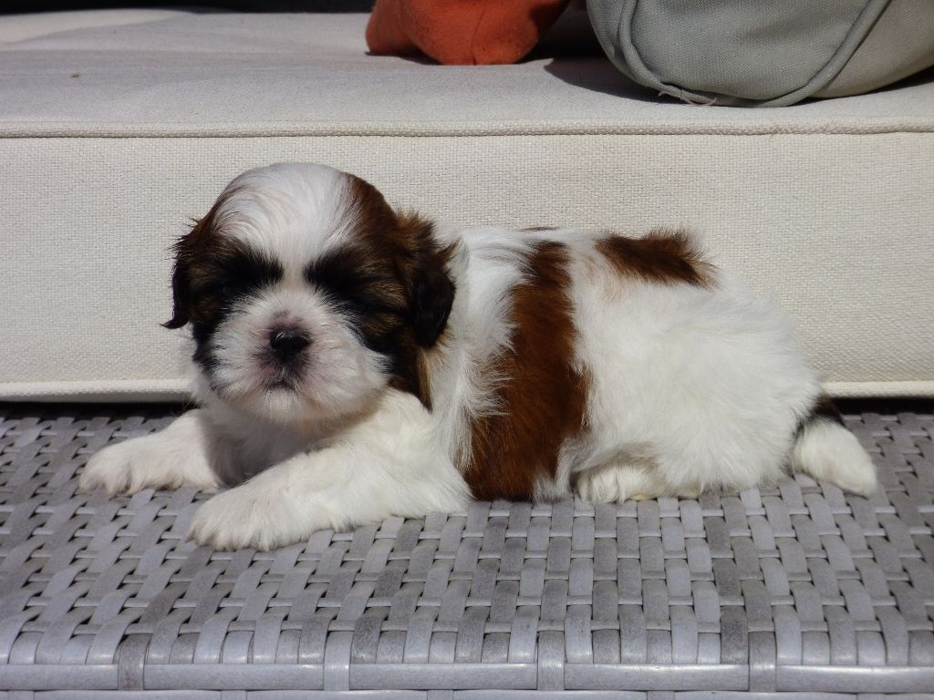 Chiot Shih Tzu