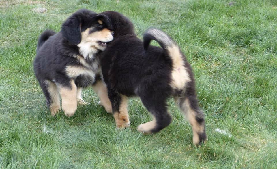 Chiots Dogue du Tibet