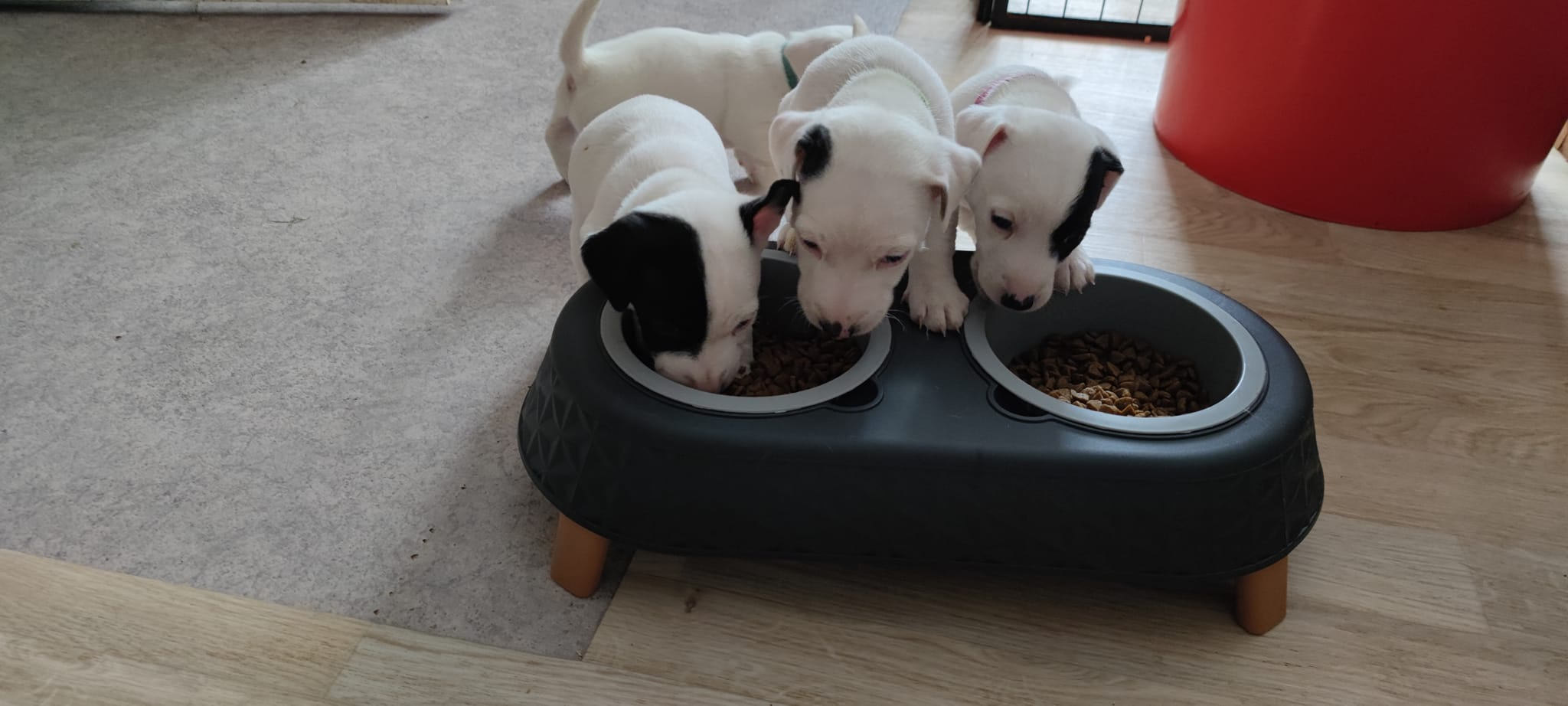 Chiots Jack Russell