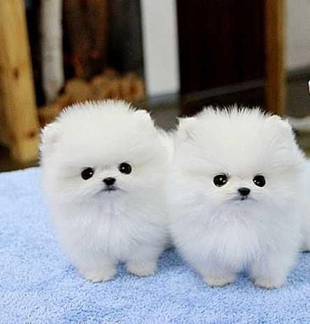 Chiots poméraniens à vendre