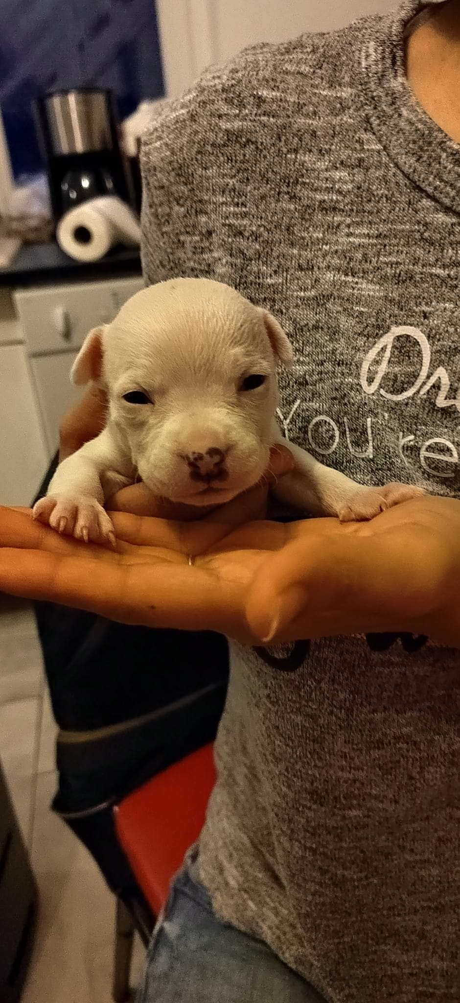 Chiot a donné