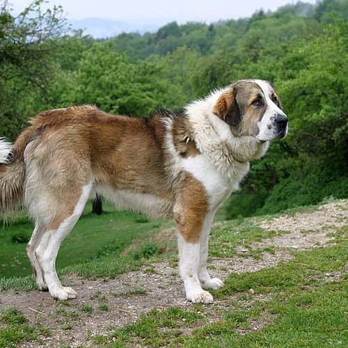 Chien à vendre