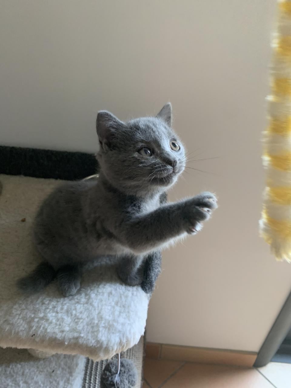 Adorable chaton mâle