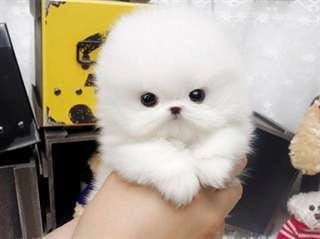 Je donne le plus petit chiot du monde contre bons soins