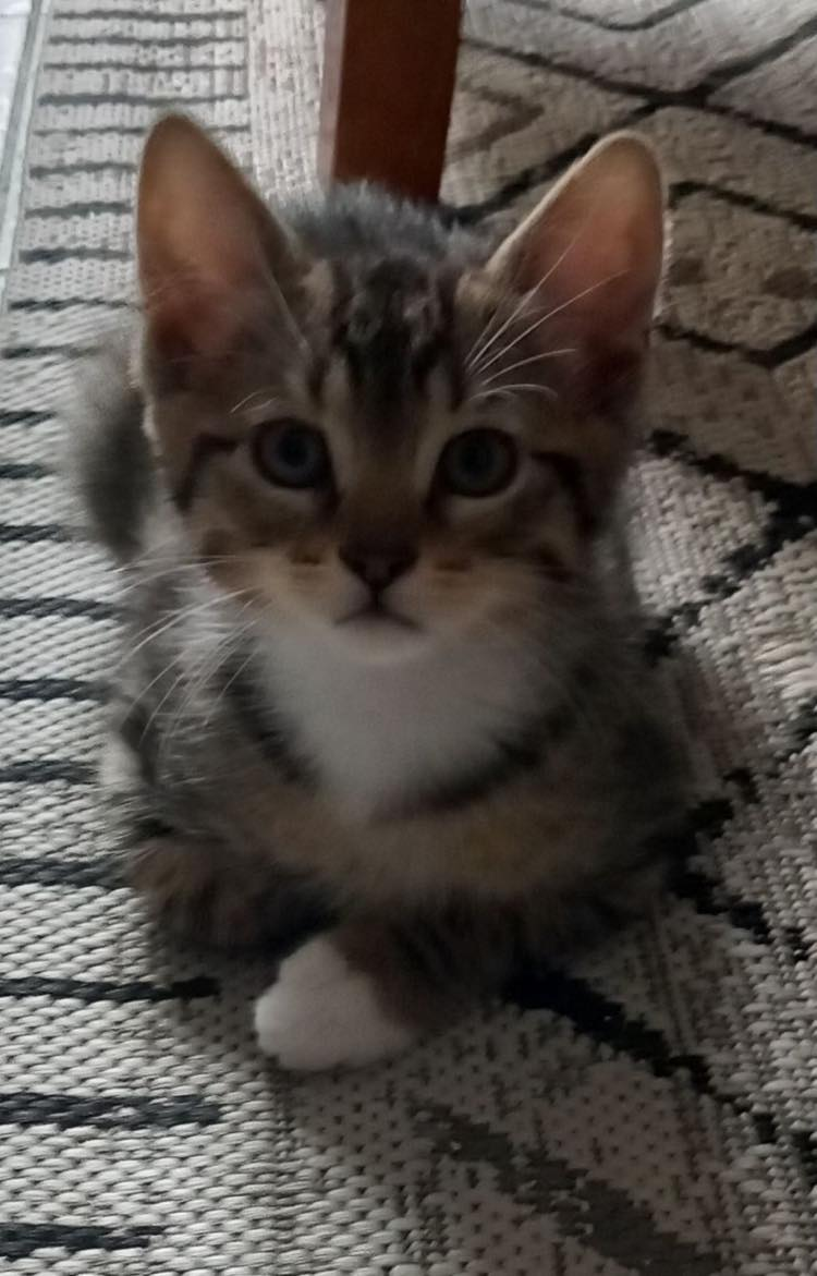 Chaton a l'adoption