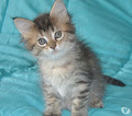 A donner Chaton Maine Coon femelle