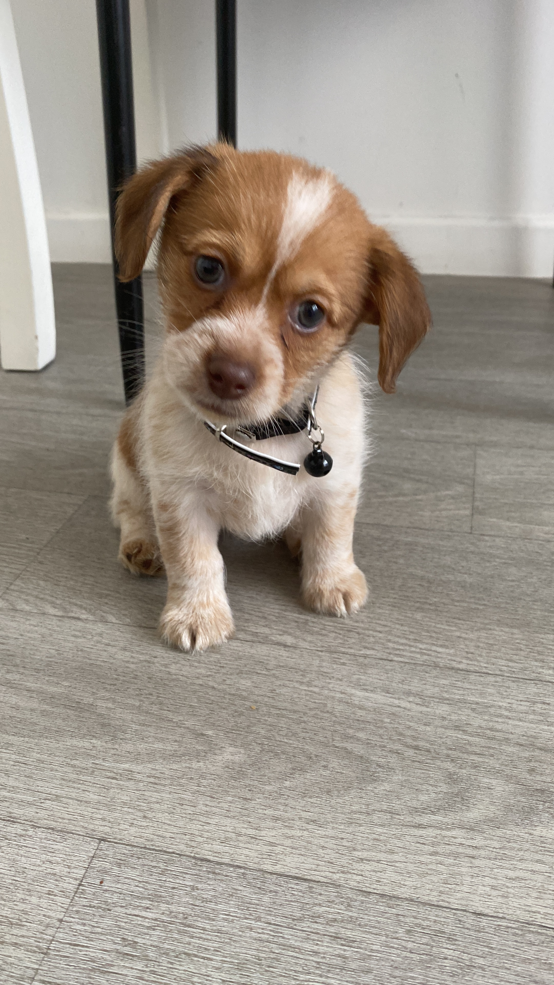 A vendre Jack Russel combiné avec Chihuahua 230€ - Miniature 3