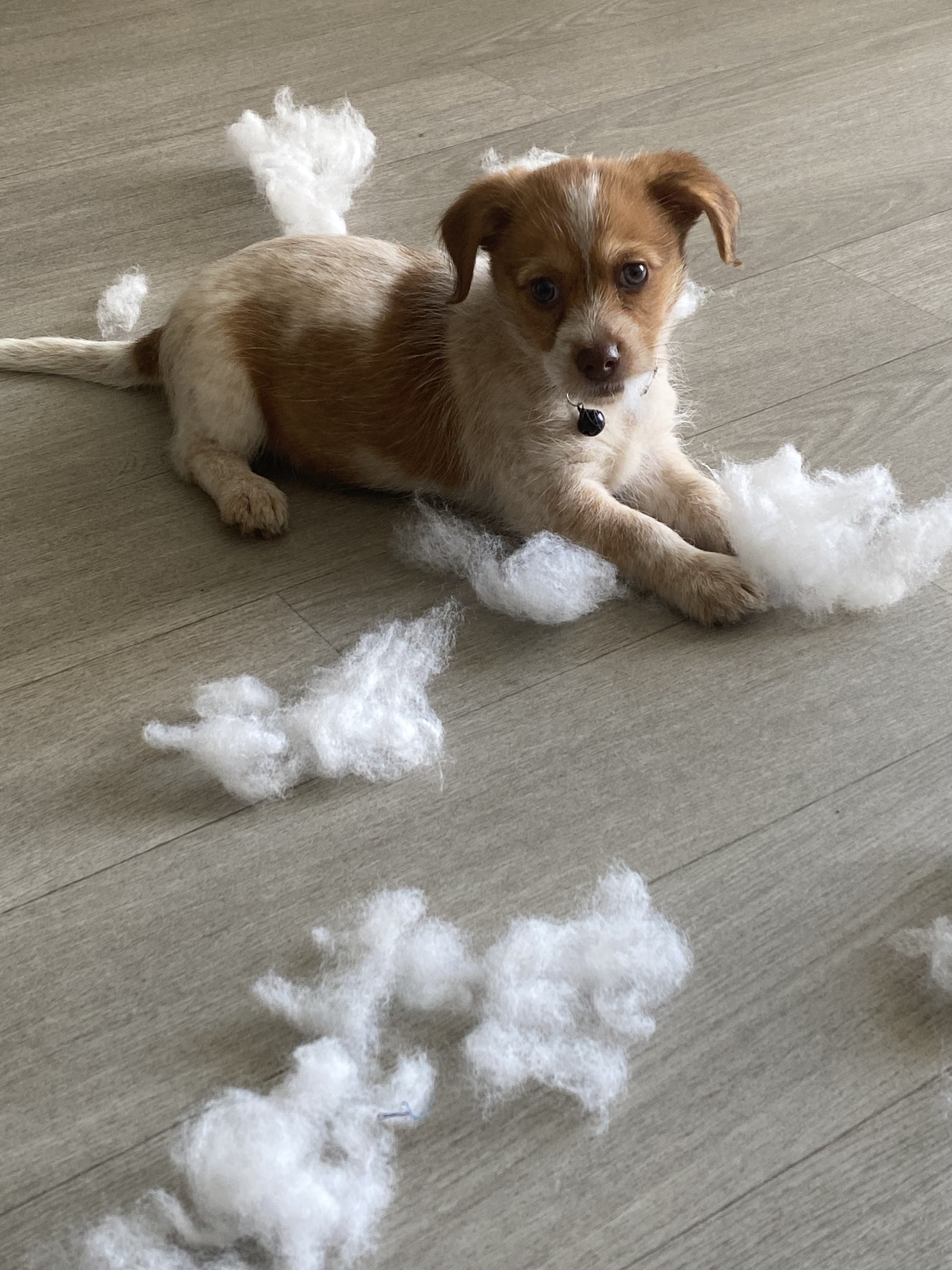 A vendre Jack Russel combiné avec Chihuahua 230€