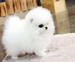Ce magnifique chiot Pomeranien, sociable, propre, bonne entente avec les enfants cherche un nouvelle