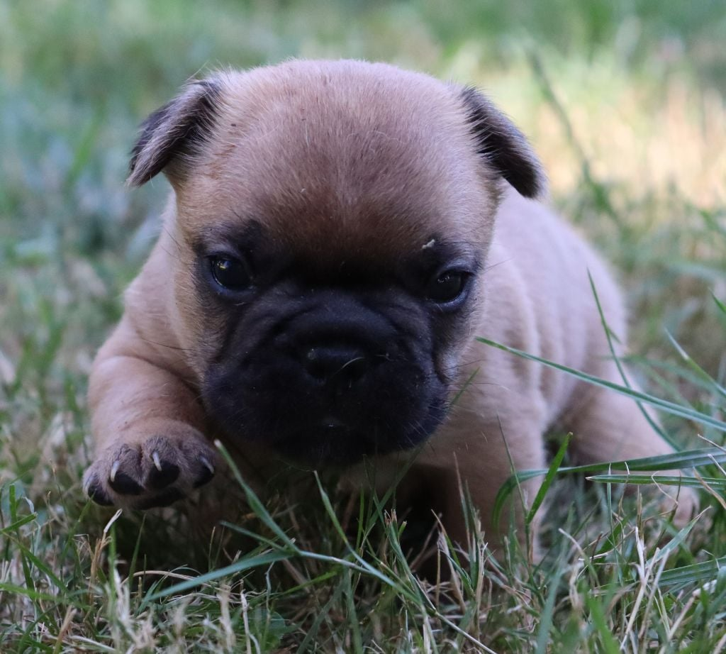 Chiots bouledogue français