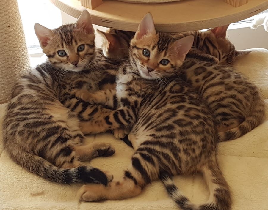 4 chatons Bengals LOOF.