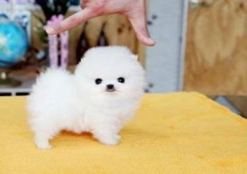 Je donne le plus petit chiot du monde contre bons soins par manque de temps de m'occuper de lui.