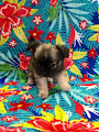 Donnez une belle chihuahua Femelle Non lof