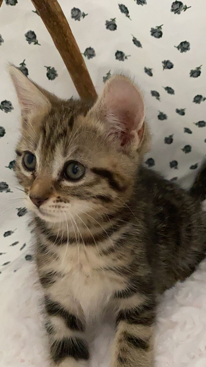 Donne contre bon chatons
