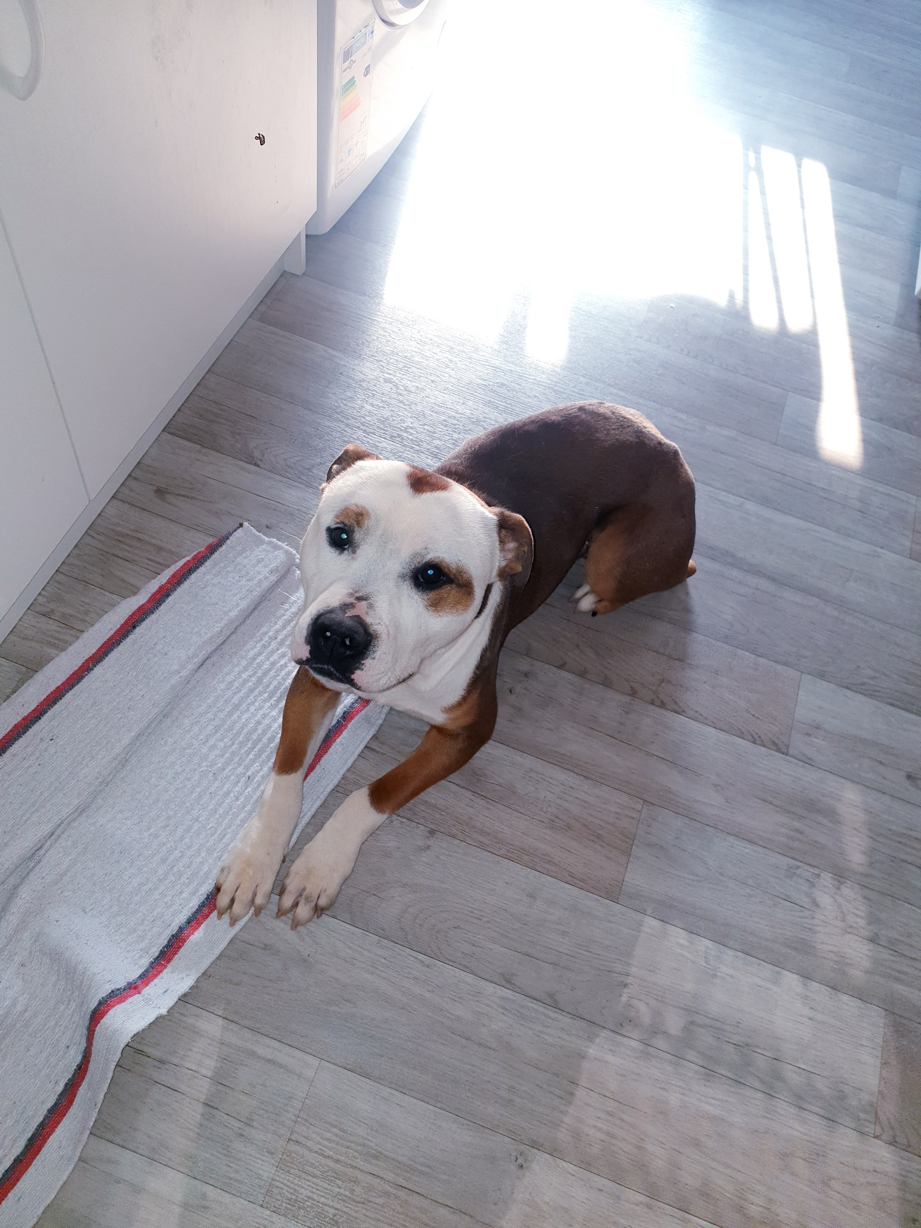 Staff Bully a Vendre.