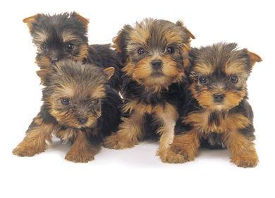 Chiot Yorkshire Terrier MÂLE ET FEMELLE