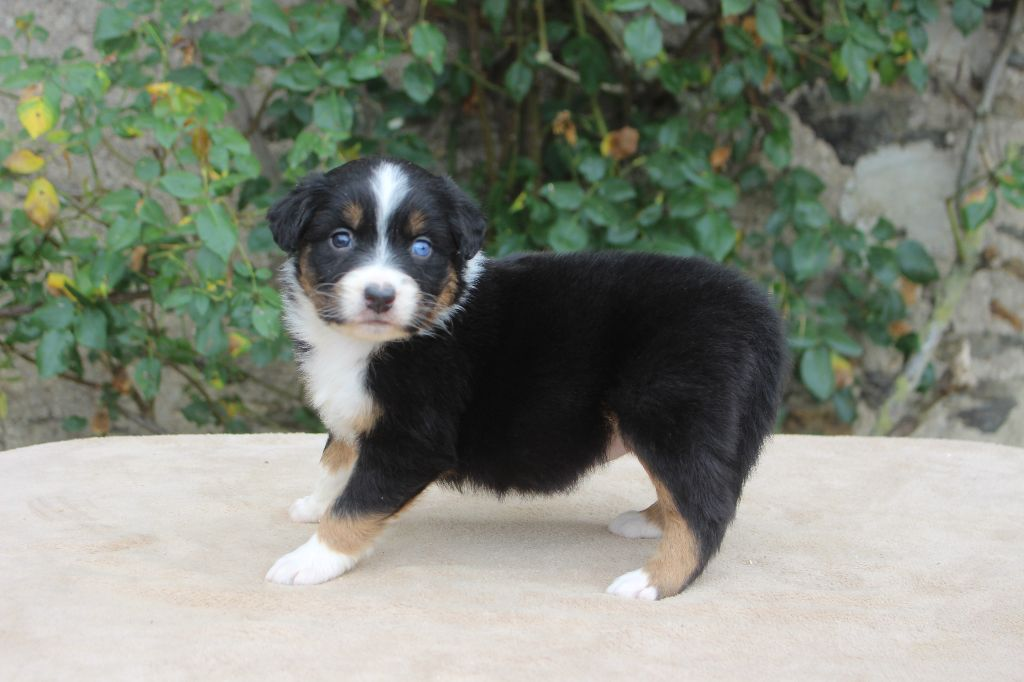 Chiots bergers australiens lof à réservés