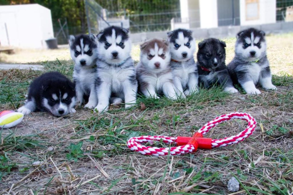 Chiot Husky de Sibérie POUR ADOPTION